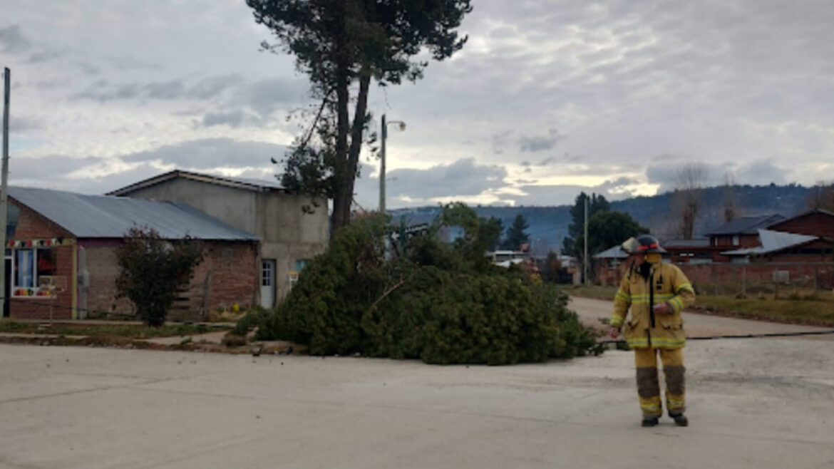 Quiso tirar un pino y dejó medio pueblo sin luz