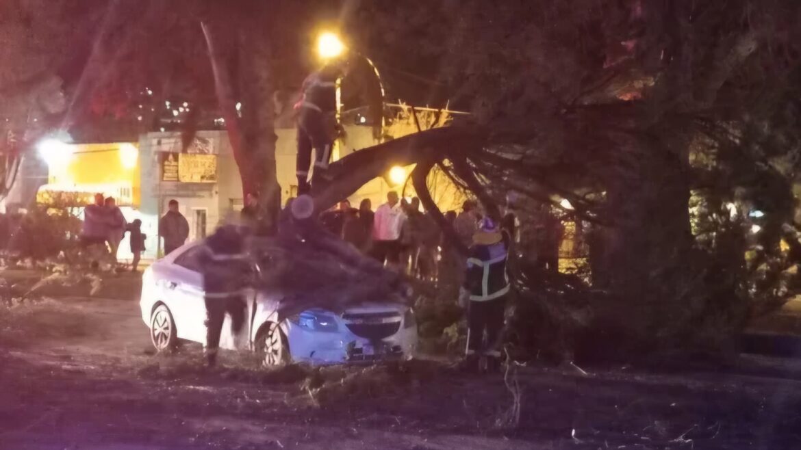 Se partió un pino y cayó arriba un auto