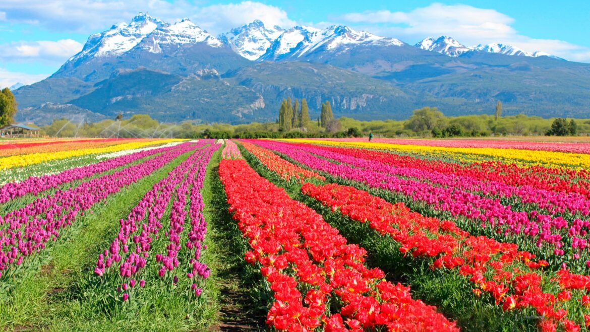 Ya abrió el Campo de Tulipanes