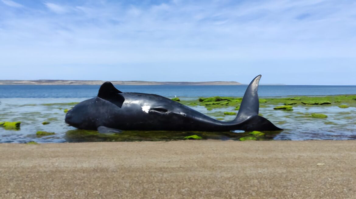 Aparecieron bocha de ballenas muertas