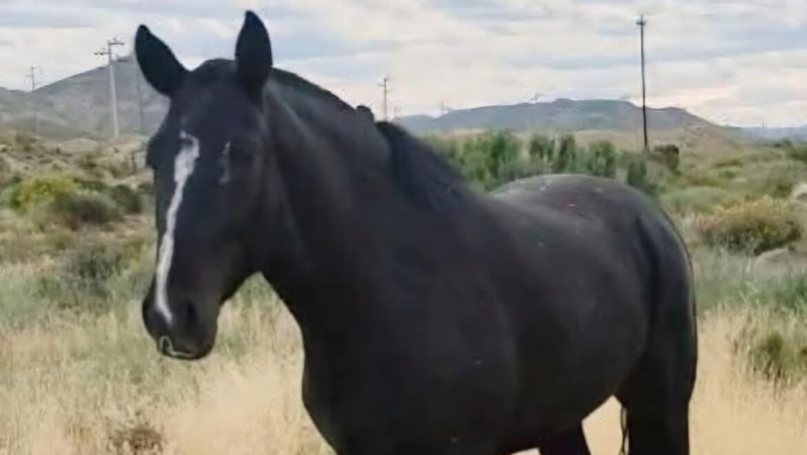 Apareció el caballo robado en Comodoro